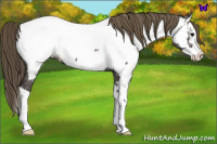 Horse Color:Smoky Blue Roan Splash Appaloosa 