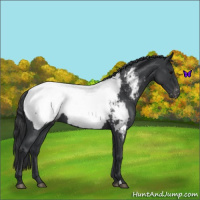 Horse Color:Blue Roan Near Fewspot 