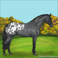 Horse Color:Blue Roan Appaloosa 