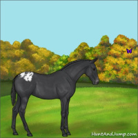 Horse Color:Blue Roan Varnish 