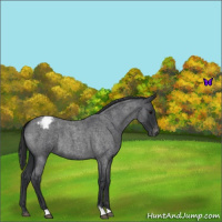 Horse Color:Blue Roan Appaloosa 