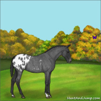 Horse Color:Blue Roan Appaloosa 