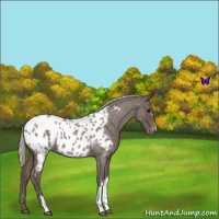 Horse Color:Silver Blue Roan Appaloosa 