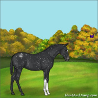 Horse Color:Black Appaloosa 