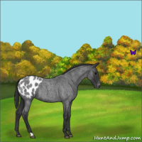 Horse Color:Blue Roan Appaloosa 