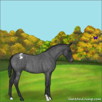 Horse Color:Blue Roan Snowcap 