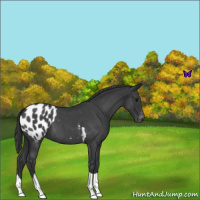Horse Color:Blue Roan Tobiano Appaloosa 