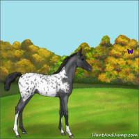 Horse Color:Blue Roan Tobiano Appaloosa 