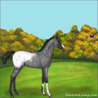 Horse Color:Blue Roan Snowcap 