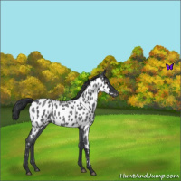 Horse Color:Blue Roan Appaloosa 