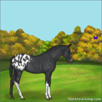 Horse Color:Blue Roan Appaloosa