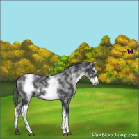 Horse Color:White Spotted Blue Roan Splash Frame Appaloosa