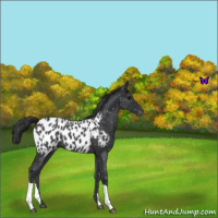 Horse Color:Blue Roan Appaloosa