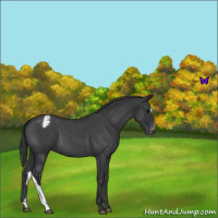 Horse Color:Blue Roan Varnish 