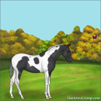 Horse Color:Blue Roan Tobiano