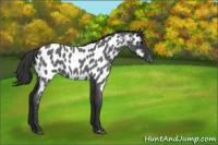 Horse Color:Blue Roan Near Leopard 