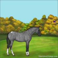 Horse Color:Blue Roan Tobiano 