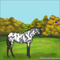 Horse Color:Blue Roan Near Leopard 