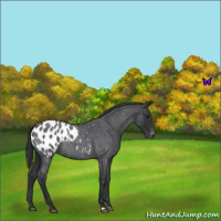 Horse Color:Blue Roan Appaloosa 