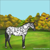 Horse Color:Blue Roan Appaloosa