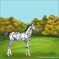 Horse Color:Blue Roan Appaloosa 
