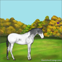 Horse Color:White Spotted Blue Roan Snowcap 