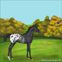 Horse Color:Blue Roan Appaloosa 