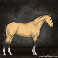 Horse Color:Buckskin Roan