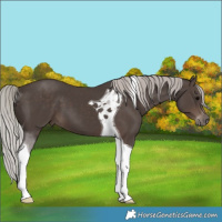 Horse Color:Silver Black Tobiano 