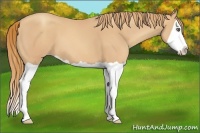 Horse Color:Gold Champagne Splash