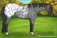 Horse Color:Blue Roan Appaloosa