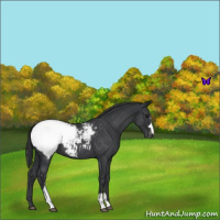 Horse Color:Blue Roan Snowcap 