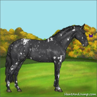 Horse Color:White Spotted Blue Roan Appaloosa 