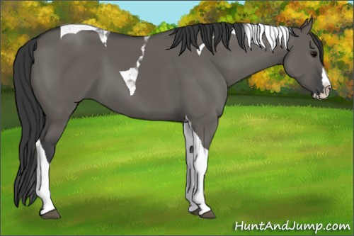 Horse Color:Grullo Splash Tobiano 