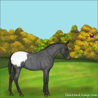 Horse Color:Blue Roan Snowcap 