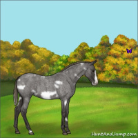 Horse Color:White Spotted Smoky Blue Roan Frame Varnish 