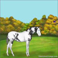 Horse Color:White Spotted Black Splash Tobiano Appaloosa 