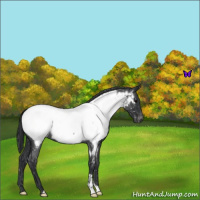 Horse Color:Blue Roan Near Fewspot 