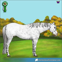 Horse Color:White Spotted Blue Roan Appaloosa 