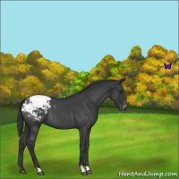 Horse Color:Blue Roan Appaloosa 