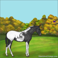 Horse Color:Blue Roan Tobiano Appaloosa 