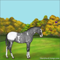 Horse Color:White Spotted Blue Roan Splash Appaloosa