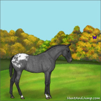 Horse Color:Blue Roan Appaloosa 