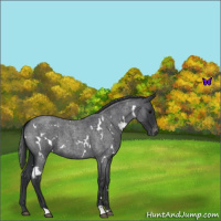 Horse Color:White Spotted Blue Roan Appaloosa 
