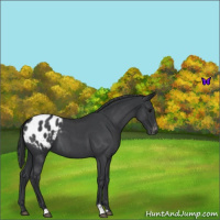 Horse Color:Blue Roan Appaloosa 