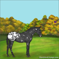 Horse Color:White Spotted Blue Roan Blanket 