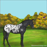 Horse Color:Black Appaloosa 