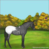 Horse Color:Blue Roan Snowcap 