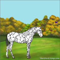 Horse Color:Blue Roan Leopard 