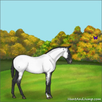 Horse Color:Blue Roan Near Fewspot 